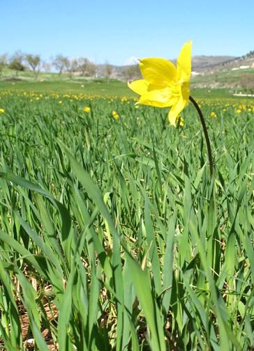 Tulipa sylvestris / Tulipano selvatico dei campi